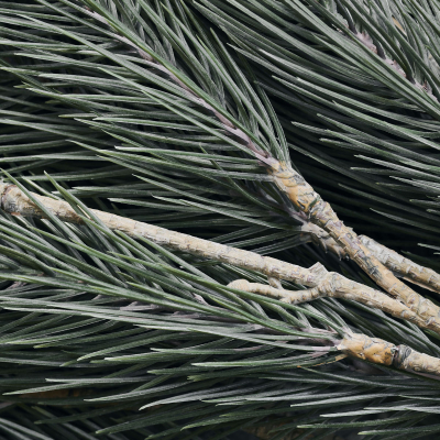                             Dekoračná vetvička borovice Pine Tree                        